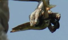 Sphyraena borealis