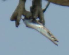 Sphyraena borealis