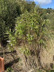 Veronica adamsii