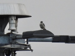 Falco sparverius
