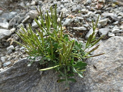 Cardamine resedifolia