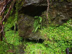 Asplenium trichomanes trichomanes