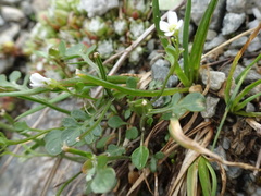 Cardamine resedifolia