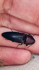 Parallelostethus attenuatus