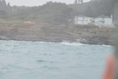 Eschrichtius robustus