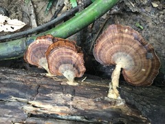 Flabellophora