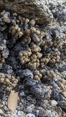 Myriopteris covillei