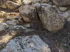 Myriopteris covillei