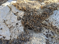 Myriopteris covillei