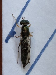 Merosargus caeruleifrons