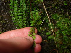 Asplenium trichomanes trichomanes