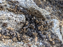 Myriopteris covillei