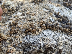 Myriopteris covillei