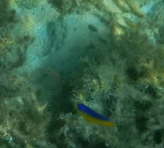 Stegastes leucostictus