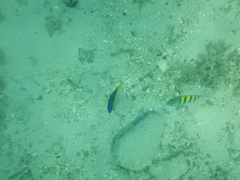 Stegastes leucostictus