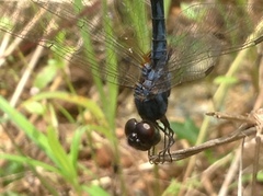 Indothemis carnatica