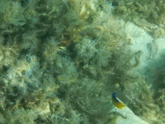 Stegastes leucostictus