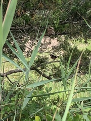 Cistothorus palustris