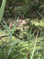 Cistothorus palustris