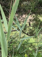 Cistothorus palustris