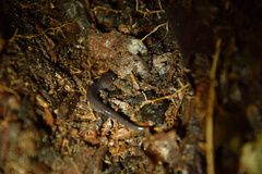 Plethodon shermani
