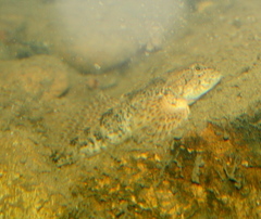 Cottus beldingii