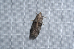 Acrobasis juglandis