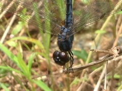 Indothemis carnatica