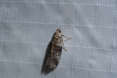 Acrobasis juglandis