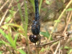 Indothemis carnatica