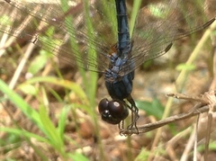 Indothemis carnatica