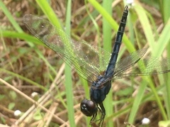 Indothemis carnatica