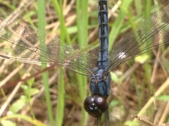 Indothemis carnatica