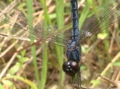 Indothemis carnatica