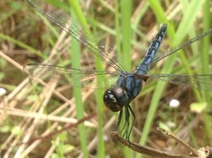 Indothemis carnatica