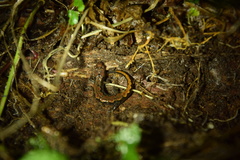 Desmognathus ocoee