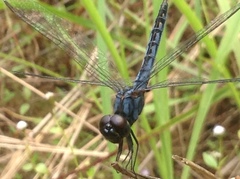 Indothemis carnatica