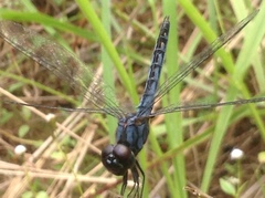 Indothemis carnatica