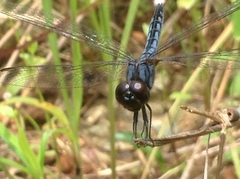 Indothemis carnatica