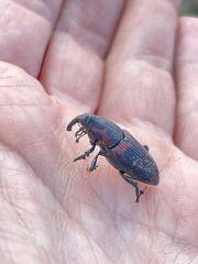 Metamasius yunquensis