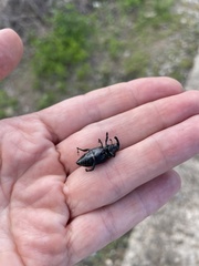 Metamasius yunquensis