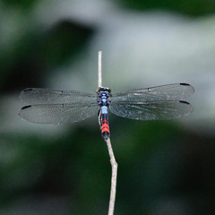 Agrionoptera sexlineata