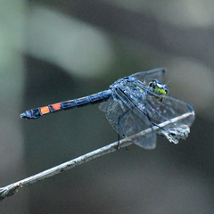 Agrionoptera sexlineata