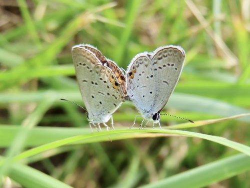 Eastern tailed-blue
