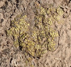 Acarospora schleicheri