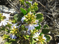 Scaevola crassifolia