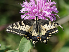 Papilio machaon dodi