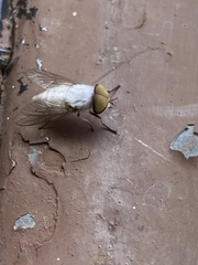 Leucotabanus annulatus