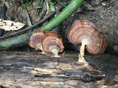 Flabellophora