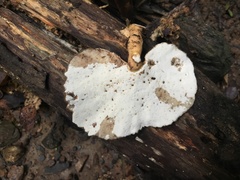Flabellophora